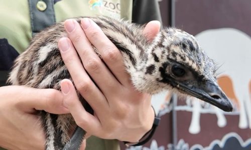 ANAK EMU PENYERI BAHARU ZOO MELAKA
