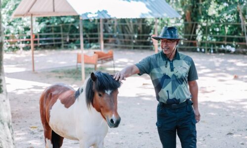 KUDA PONI COMEL ZOO MELAKA BIKIN JATUH CINTA