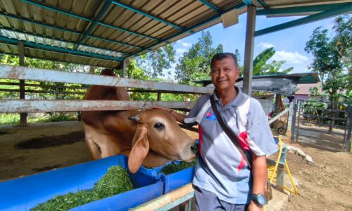 LEMBU BAWA REZEKI UNTUK ORANG KAMPUNG
