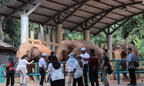 SERONOK LAYAN RAGAM GAJAH BETINA ZOO MELAKA