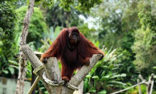 PHAT-PHAT SI PEMALU YANG ‘SELEK’