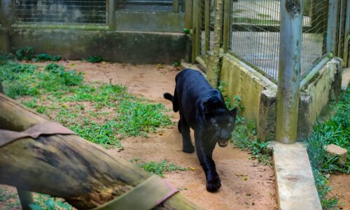 JEBAT, ‘KUCING HITAM’ MANJA ZOO MELAKA