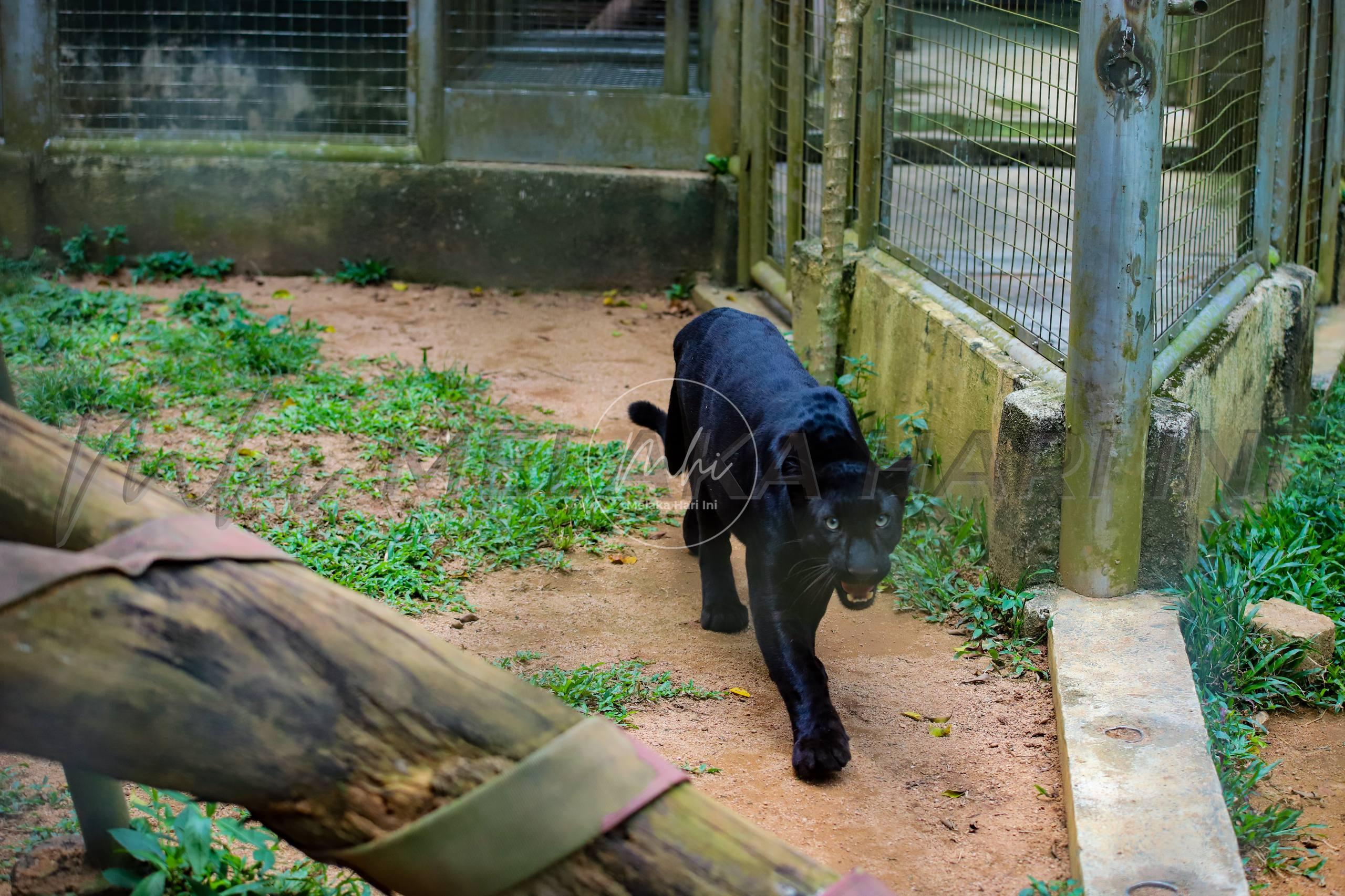 Jebat zoo 1