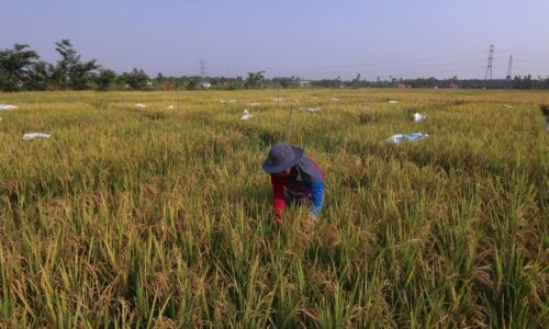 MELAKA PERLU UTAMAKAN SEKTOR PERTANIAN, PASTIKAN PENGELUARAN MAKANAN KONSISTEN
