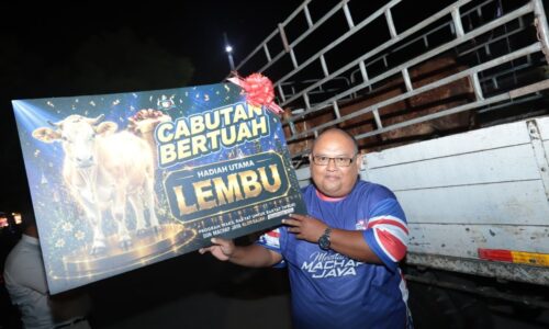PENGURUS ESTET BAWA PULANG HADIAH LEMBU BETINA BUNTING