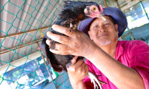 AYAM KAMPUNG JADI REBUTAN