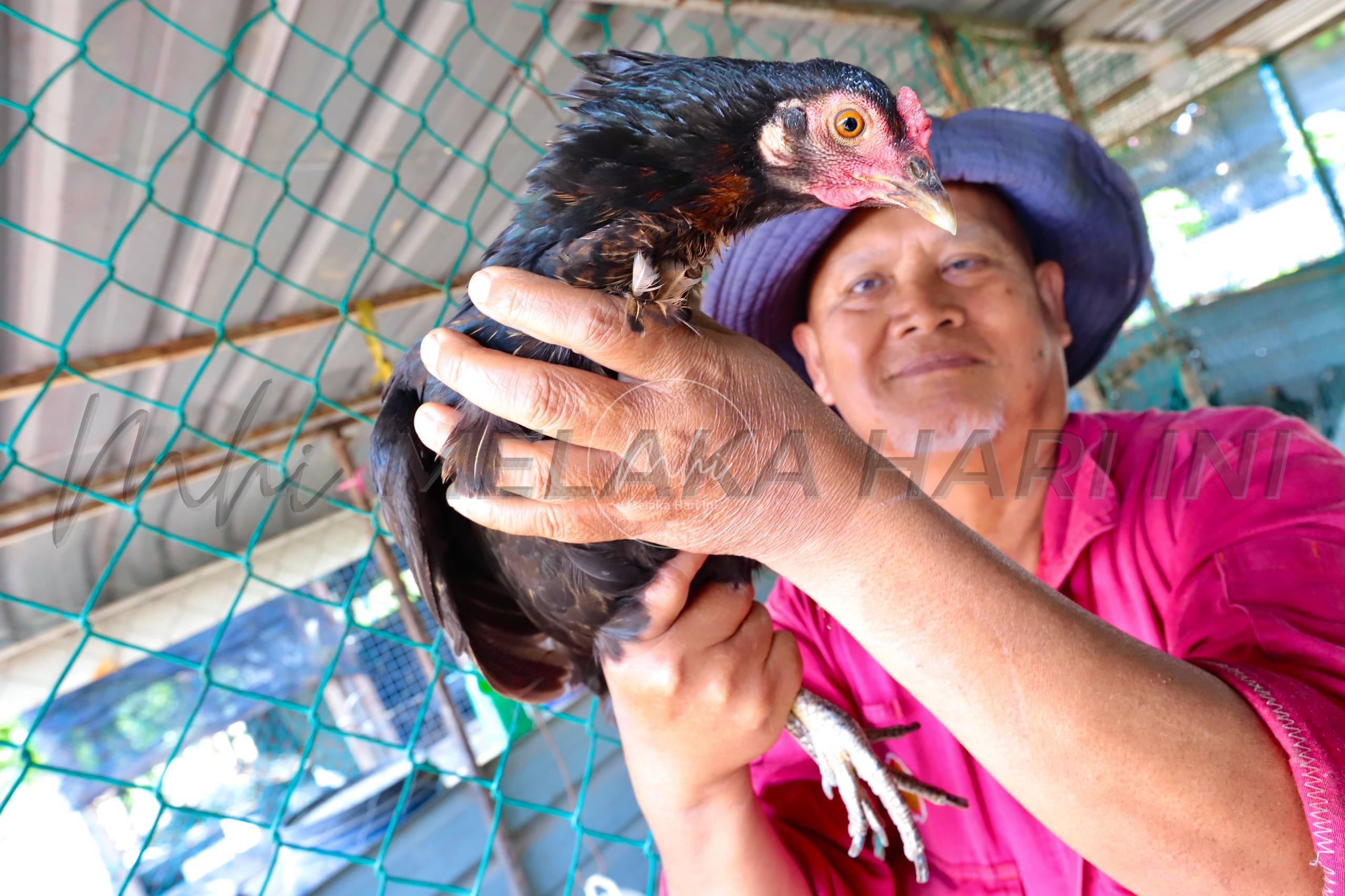 Ayam