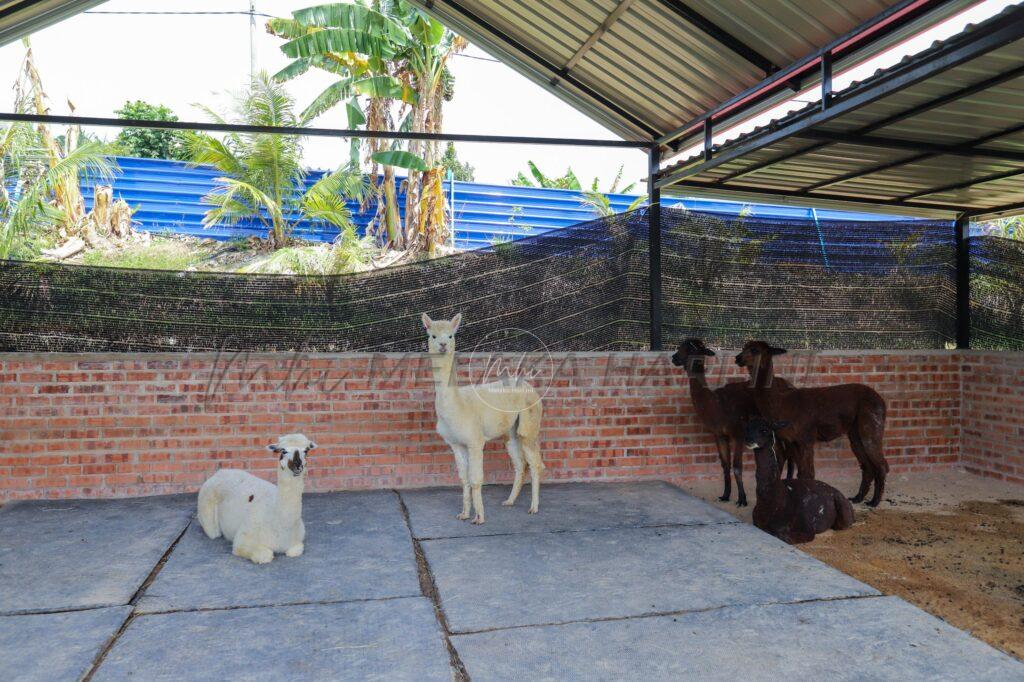 Mini zoo