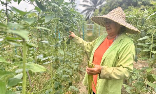 DI USIA 77 TAHUN, TOO MOI MASIH ‘POWER’ BERKEBUN