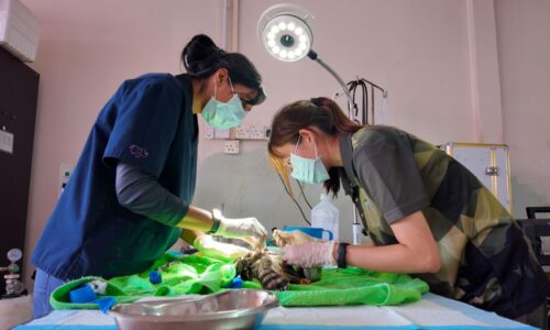 VETERINAR ZOO MELAKA, ADIWIRA DI SEBALIK SANGKAR