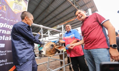 MELAKA NEGERI PERTAMA PERKENAL ‘KAD PENGENALAN’ LEMBU, KERBAU