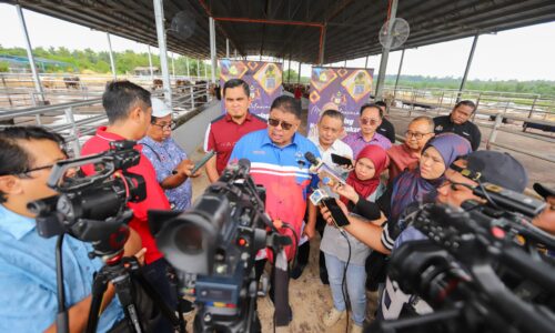 MELAKA TAWAR INSENTIF ‘TAGGING’ LEMBU, KERBAU PERCUMA HINGGA HUJUNG TAHUN