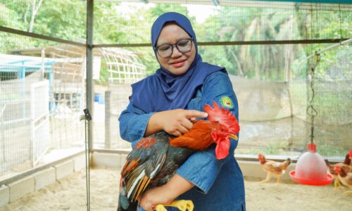 AYAM KAMPUNG SAGA: DARI HOBI JADI LUBUK REZEKI