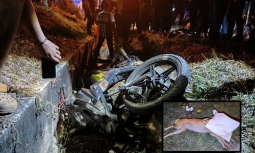 PENGAWAL KESELAMATAN MAUT LANGGAR ANJING LINTAS JALAN