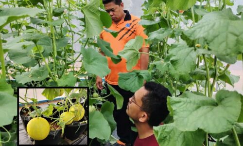 ROCK MELON SATUKAN KOMUNITI MELAKA PINDAH