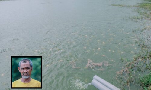 TILAPIA MERAH ‘LUBUK REZEKI’ ORANG KAMPUNG