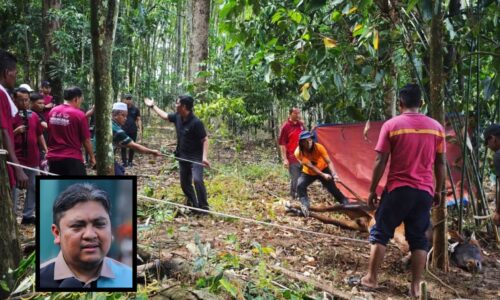 AIDILADHA: MAIM TUMBANG DUA LEMBU KORBAN UNTUK ORANG ASLI