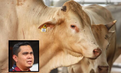 LEMBU, KERBAU TANPA ‘TAGGING’ DI MELAKA BOLEH DIANGGAP TIADA TUAN
