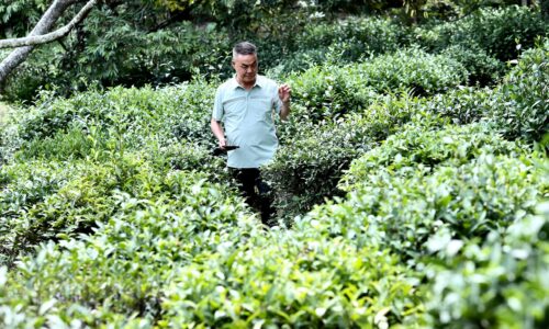 LADANG TEH OOLONG ‘SUBUR’ DI BUMI MACHAP