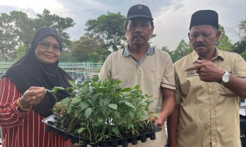 SUAMI ISTERI ‘HIDUPKAN’ TANAH TERBIAR DENGAN CILI KULAI