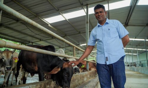 TERNAK LEMBU ‘IC BIRU’