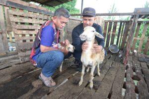 Kambing