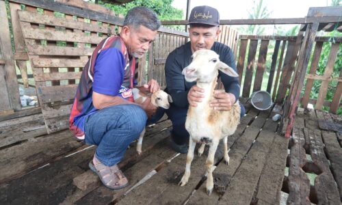 SERASI TERNAK KAMBING