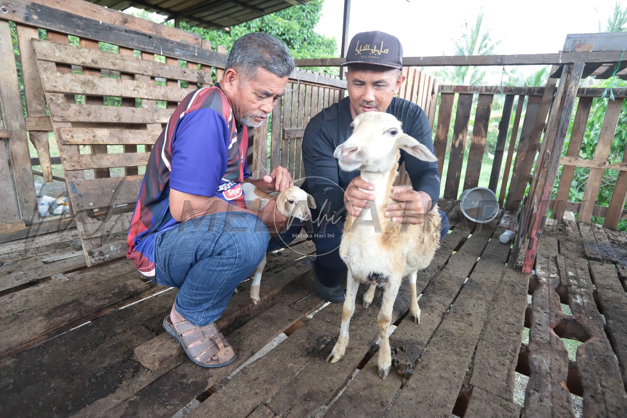 Kambing
