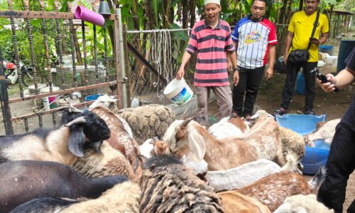 BURU MADU LEBAH, BIAK BAKA KAMBING ‘HEALING’ CARA IMAM RASIP