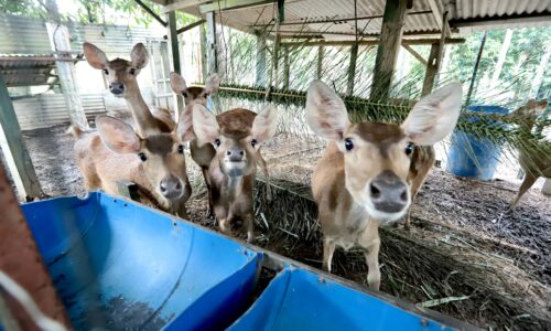 TERNAKAN RUSA PACU EKONOMI ORANG KAMPUNG KUALA SUNGGA