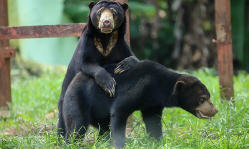 ‘JURUTERA HUTAN’ PENYERI ZOO MELAKA