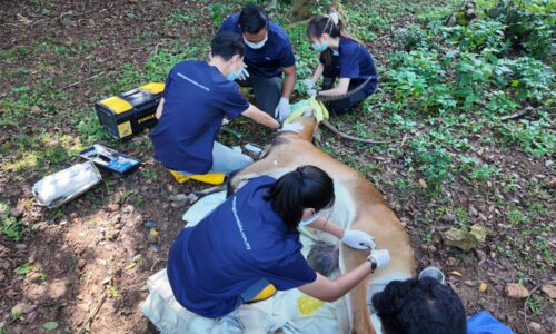 ‘RED LECHWE’ ZOO MELAKA JALANI PROSEDUR SEDASI, RAWAT BENGKAK TESTIS