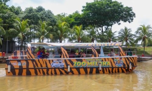HARIMAU MALAYA ‘BELAYAR’ DI SUNGAI MELAKA, SEBAR MESEJ KONSERVASI