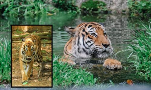 ZOO MELAKA TERUS JADI ‘PELINDUNG’ HARIMAU MALAYA