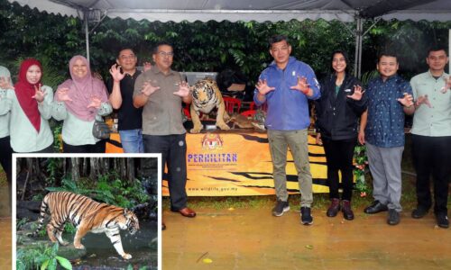 CIKO, ZANA DAN PIA JADI DUTA KONSERVASI HARIMAU MALAYA ZOO MELAKA