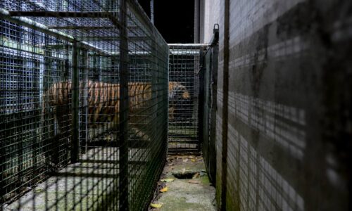 KING KING PULANG KE ‘RUMAH’ DI ZOO MELAKA