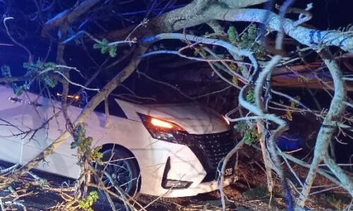 MPV DIHEMPAP POKOK TUMBANG: ENAM TERMASUK KANAK-KANAK TERSELAMAT