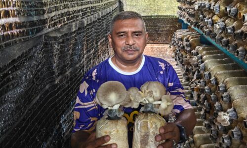 DULU SELENGGARA SENAPANG, KINI TUAI CENDAWAN