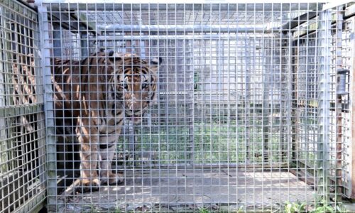 CHIKO JADI ‘GURU’ ZOO MELAKA PERKASA PEMBIAKAN HARIMAU MALAYA