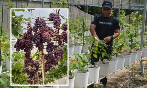 ANGGUR BERBUAH MANIS DI BUMI AYER LIMAU
