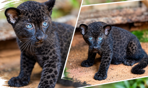 ‘BLACK PANTHER’ COMEL PENYERI BAHARU ZOO MELAKA