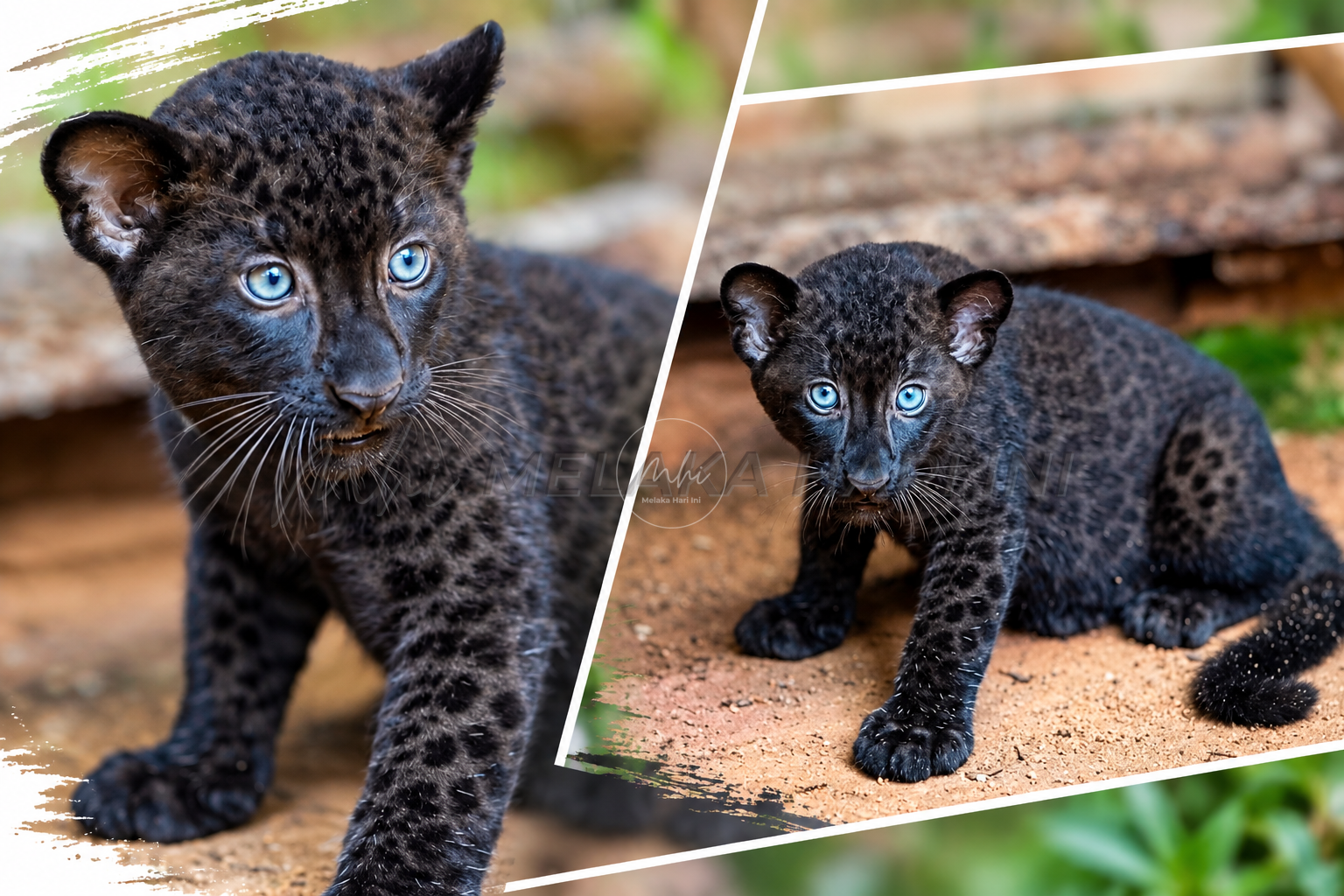 Blue Eyed Leopard Cub Collage